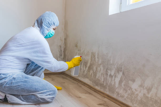 Licensed Attic Mold Remediation service in Lewisville, TX - 24 Hour Mold Removal