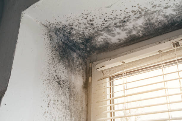 Affordable Attic Mold Remediation solutions in Lewisville, TX