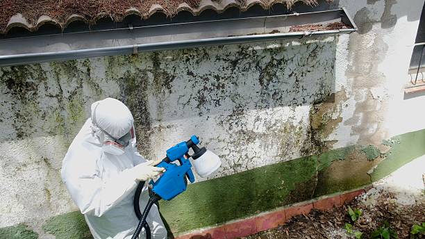 Top rated local Attic Mold Remediation specialists in Lewisville, TX
